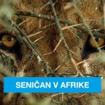 Senicania na výlete v Afrike