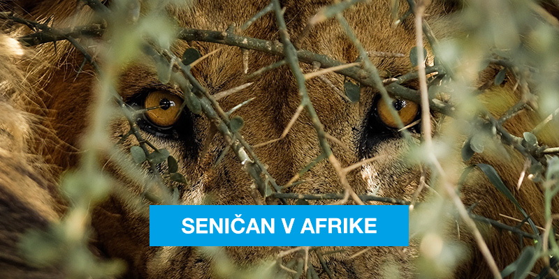 Senicania na výlete v Afrike