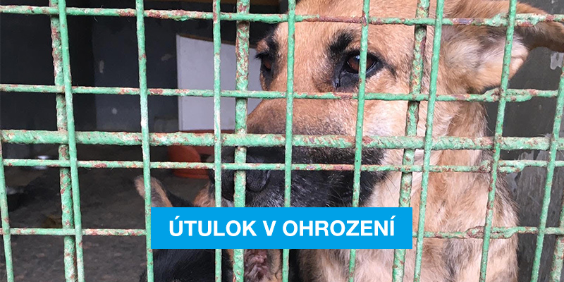 Útulok Senica v ohrození